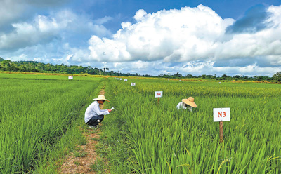 中国农业专家在试验田记录数据。于青 摄