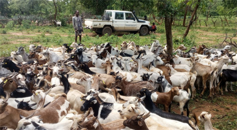 图为来自埃塞南奥莫地区的博里村的沙维基，他饲养了30多只山羊和绵羊、3头驴和20多头牛。资料图