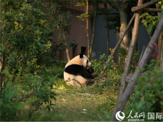 大熊猫在进食。人民网记者杨烁壁摄