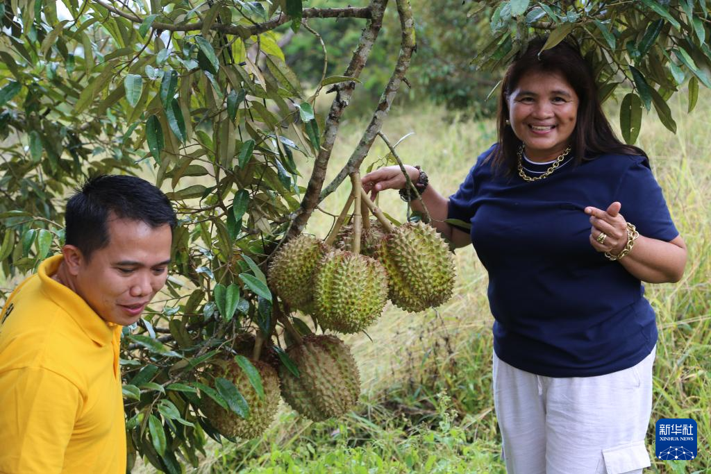 这是10月30日在菲律宾达沃市托里尔区卡蒂甘村拍摄的果农与榴莲。新华社记者 聂晓阳 摄