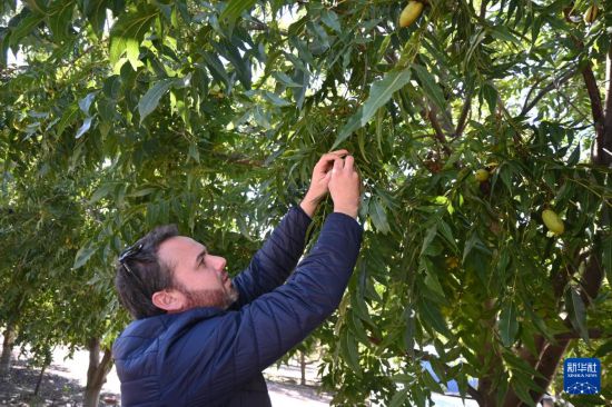 　　4月24日，在南非西开普省帕尔地区的博文兰德农场，南非碧根果生产商协会总经理库布斯·范伦斯堡采摘碧根果果实。新华社记者 邓冰雪 摄