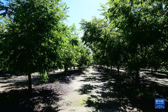 　　这是4月24日在南非西开普省帕尔地区的博文兰德农场拍摄的碧根果树。新华社记者 邓冰雪 摄