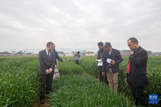   3月7日，在巴基斯坦伊斯兰堡的巴基斯坦国家农业研究中心，中巴两国的研究人员在中巴联合培育小麦品种试验田参观交流。新华社记者 唐斌辉 摄